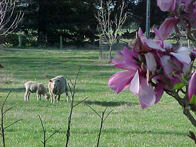 A lamb and a sheep in a field with a magnolia flower in foreground